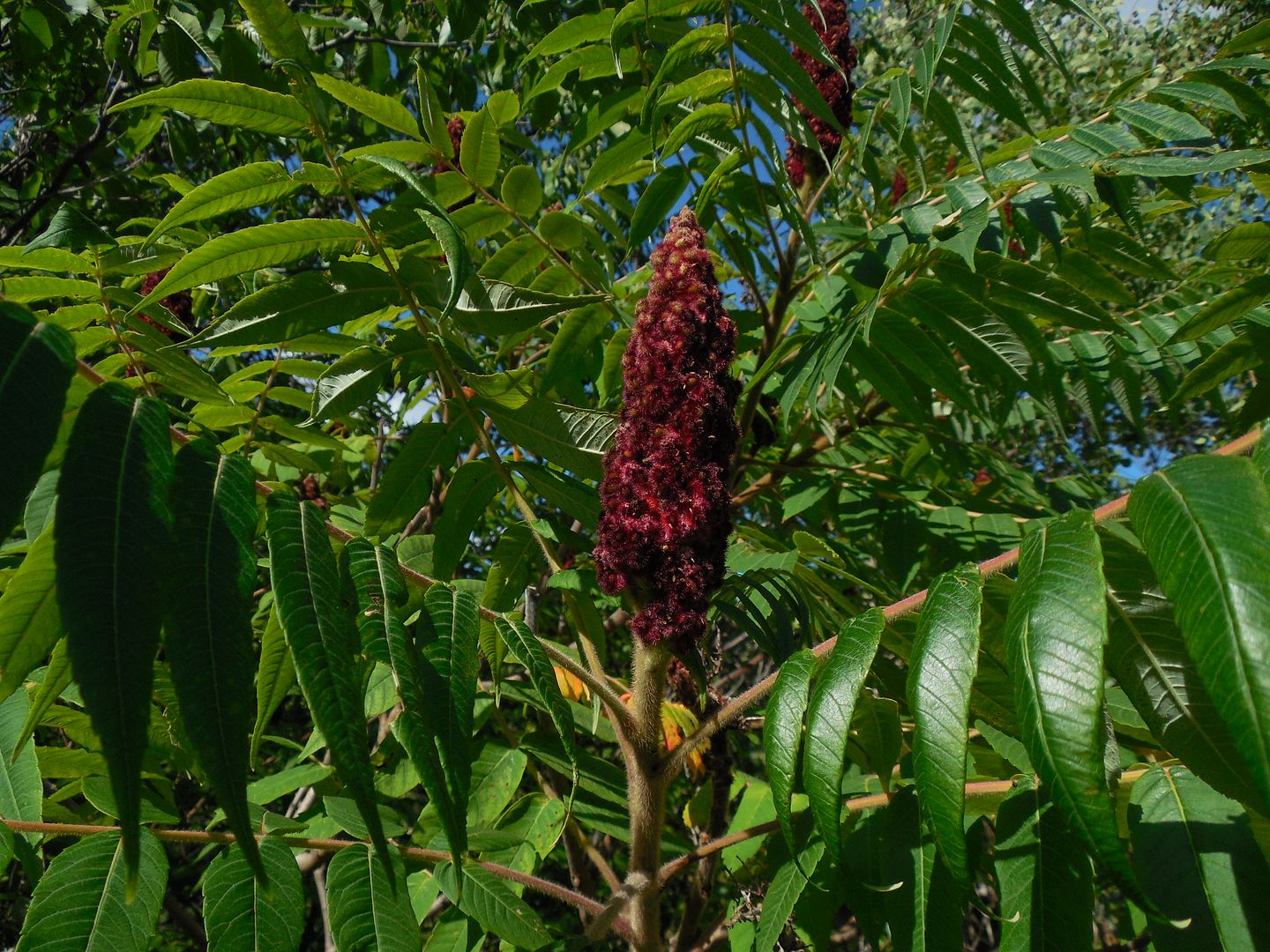 Appalachian trail Staghorn Sumac Tea. Bushcraft USA Forums